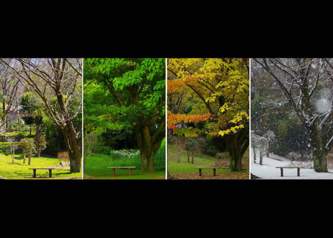 Seasons of Japan: Learn All About Climate and Weather in Japan Before Traveling